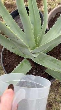 Aloe there 👋🏻🪴 #aloevera #garden #repotting #plantcare #indoorplants #succulent #succulents
