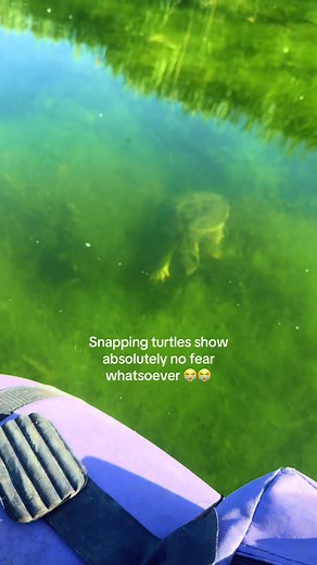 Fascinating Facts About Snapping Turtles