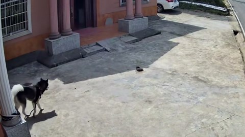 Dog watches sadly as car runs over its food bowl in Shandong, China