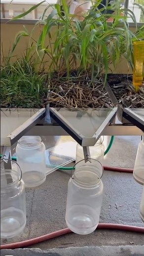 Rainfall simulator shows erosion on different management practices! 🌱