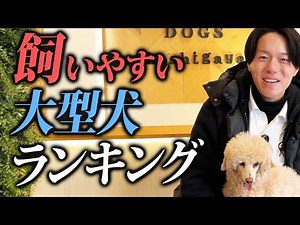 【現場の声】飼いやすい大型犬ランキングを忖度なく解説します