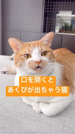 ステラはお喋り上手です👏 #ムーンスター #ステラ #保護猫 #cutecat #cat #おしゃべり猫 #猫のいる暮らし #ねこのいる生活 #猫のあくび