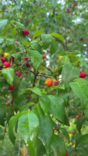 🍒 Garden Tour Brazilian cherry 🍒