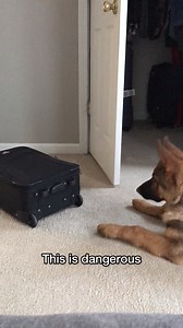 German Shepherd Puppy reacts to different things for the first time - Music: Last Summer by Ikson | Strider The German Shepherd