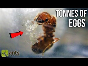 I Caught A Fire Ant Queen And She Laid Eggs