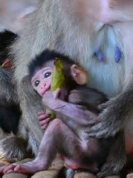 Tiny Baby Monkey Looks Very Nice With Mom's Care #babymonkeys #animallife #animals #babyprimates
