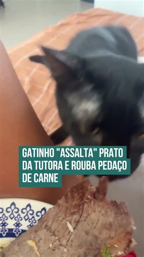 Gatinho "assalta" prato da tutora e rouba pedaço de carne! 🤣😻