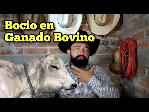 Bocio en Ganado Bovino Causas y Tratamiento.