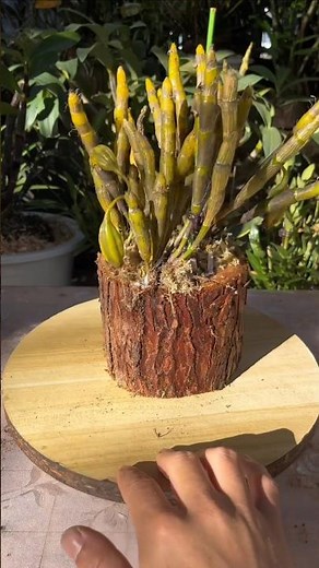Wild dendrobium plant with repotting SIMPLE tutorial techniques🌹🌷 🌸🌱🌵🌵🌱🌵🌷#orchid #plants