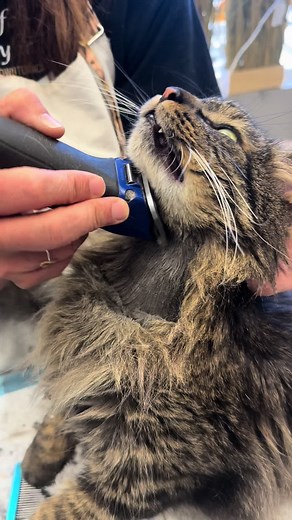 Satisfying Cat Grooming Experience Without Stress