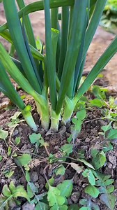 Tips for growing old varieties of scallions, growing vegetables on a balcony, and scallion cultivation. | League Video