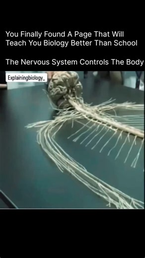 Anatomy | Physiology | Body facts | The nervous system controls the body 🧠⚡ Every movement you make, every thought you think, and every heartbeat you don’t notice is guided... | Instagram