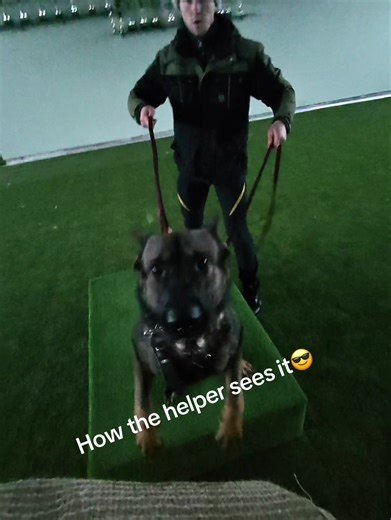 Understanding IGP Training for Working Dogs