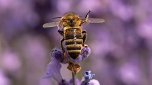 Want to encourage pollinators to visit your garden? How you can attract Michigan's bees