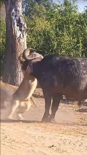 A deadly battle between a Hadza hunter and the king of the forest, the lion! #survival