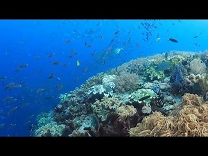'Chasing Coral' tracks tragedy of climate change in oceans