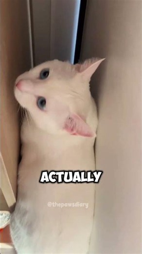 The SECRET Reason White Cats Have Blue Eyes... 🐱💎 #cat #shorts