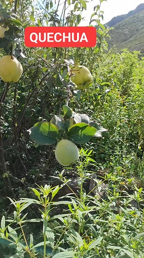 2.8K views · 91 reactions | #quechua #gramatica #vocabulario | Yachachiqteo | Facebook