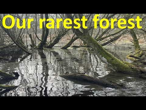 Flooded forests: ecology, threats and restoration