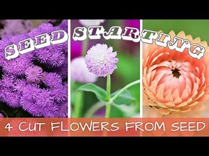 Cut Flower Seed Starting - Ageratum, Gomphrena, Strawflower, & Bupleurum 🌸 Cut Flower Garden