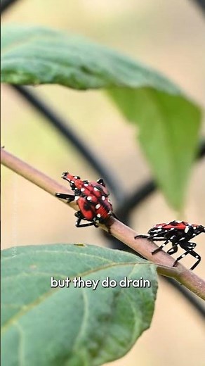 What should you do if you spot a lanternfly?