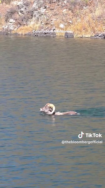 Bighorn Sheep Swimming Across Water in Colorado
