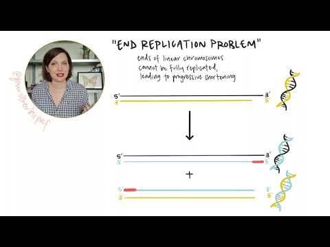 Shrinking Chromosomes: Telomeres and the End Replication Problem