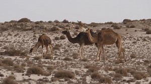 Video Stock Camel Herd Walking On A Desert Live Wallpaper For PC
