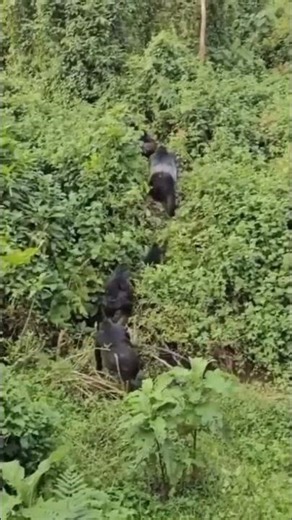 Gorilla Trekking