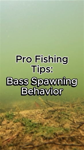 Understanding Bass Spawning behavior #fishing #bassfishing #largemouthbass
