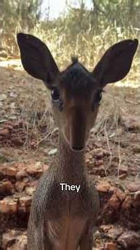Why Is Kirk’s Dik-Dik So Tiny?