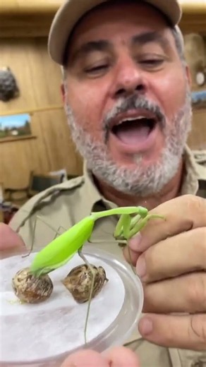 Hungry praying mantis bites his finger during an unexpectedly painful encounter