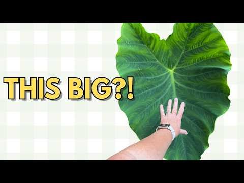 How to Plant Hostas, Caladiums & Elephant Ears | Complete Shade Garden Guide 🌺🌿