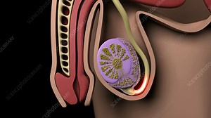 Pathway of sperm, animation - Stock Video Clip - K004/0361