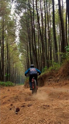 solo rider jalur hutan pinus semeru dengan sepeda mtb