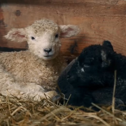 Babies on the Homestead (Kune Kune Problems!) | Homesteading Family