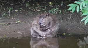 Beavers breeding