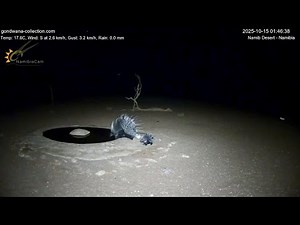 Porcupine Family CUTE ALERT! 😍 Baby & Parents Appear on Namib Desert Live Cam