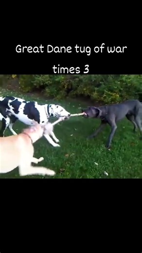 #greatdanelife #greatdanes #giantdogs #greatdanemoments #greatdanerescueinc #bigdogsofig #greatdane #gdri #greatdanerescue #fblifestyle #dog #doglover #doglife #dogs | Great Dane Rescue, Inc