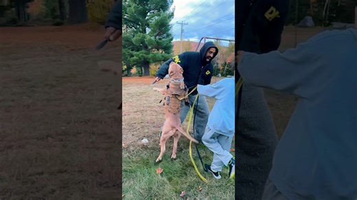 The ultimate bodyguard stays ready for any situation