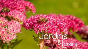 Un sedum élégant et facile de culture à adopter au jardin - RTBF Actus