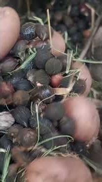 SEMENTES DE PALMEIRAS AZUL E WASHINGTONIA ROBUSTA.