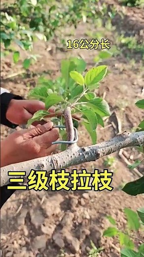 The third-level branch pulling and shaping uses a fruit tree branch puller #fruit tree branch puller