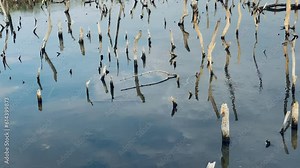 Destruction mangrove forest scenery, destruction mangrove forest is an ecosystem that has been severely degraded or eliminated such as habitat, and pollution, take care of the mangrove forest.