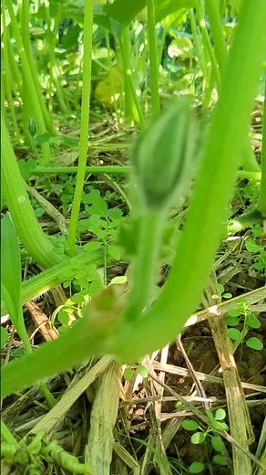 かぼちゃ栽培/えびす/かぼちゃの花/喜界島/園芸