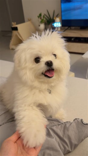 착하고 똑똑하고 야물딱진 보리🐶