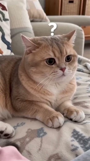 A sleepy grumpy cat caught red handed!