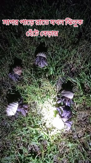 Exploring Snails: Close-Up Nighttime Footage