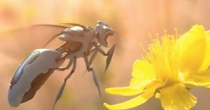 Une entreprise est en train de concevoir des libellules cyborg pour polliniser les plantes