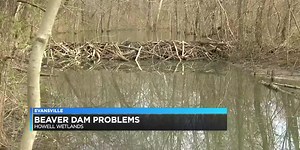 Beaver dam causing flooding issues at Howell Wetlands